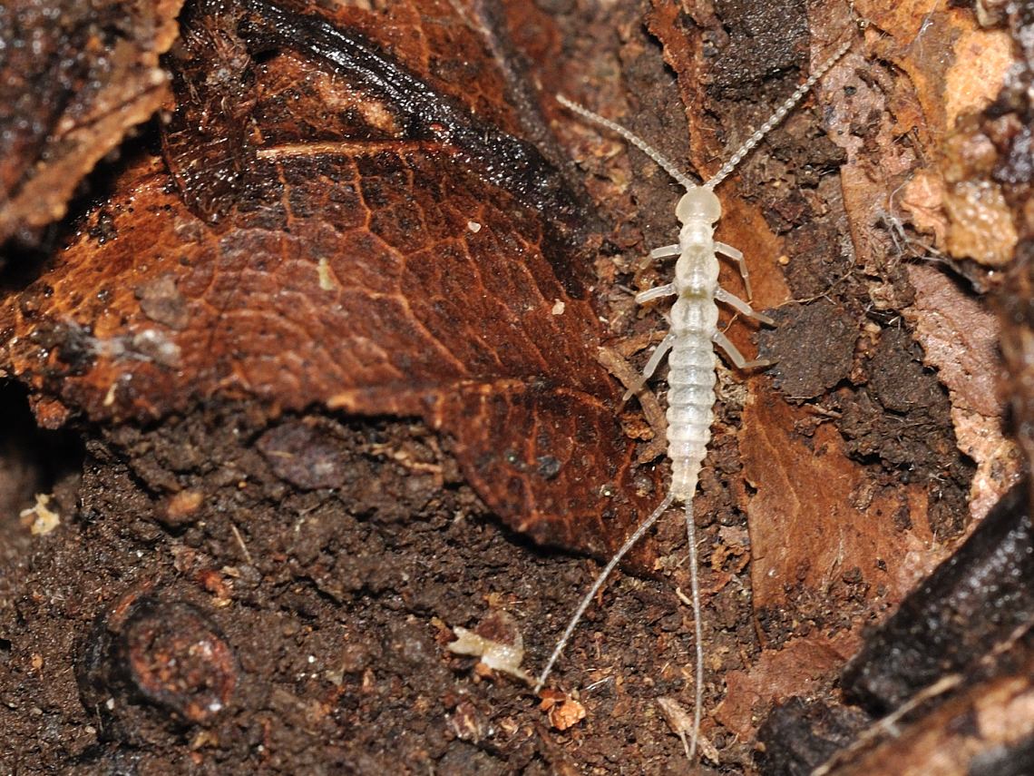 Diplura - Campodeidae